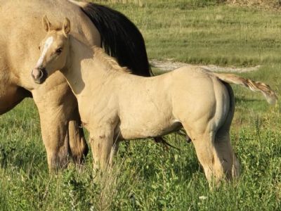 Legolas Topsail JW<BR>AQHA PENDING